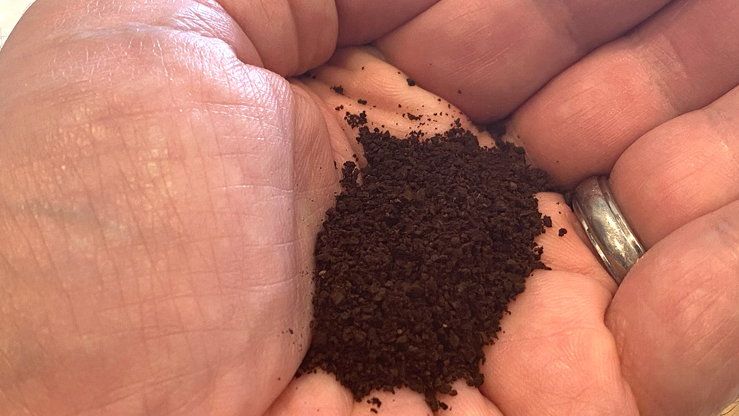 ground coffee in a hand